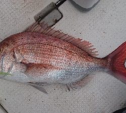 なんとか真鯛ゲット