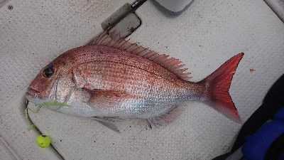 なんとか真鯛ゲット