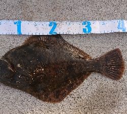 カレイ＆アナゴ＆その他