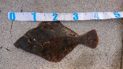 カレイ＆アナゴ＆その他