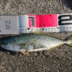 ブリ！サワラ！