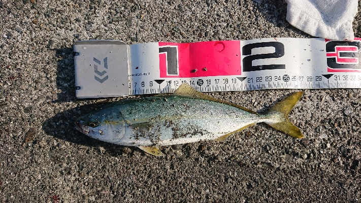 ブリ！サワラ！