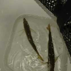 サビキからのアジング