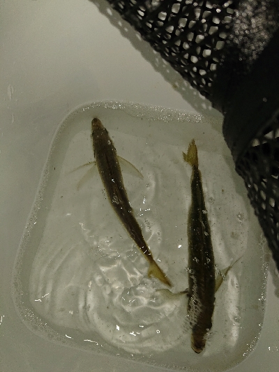 サビキからのアジング