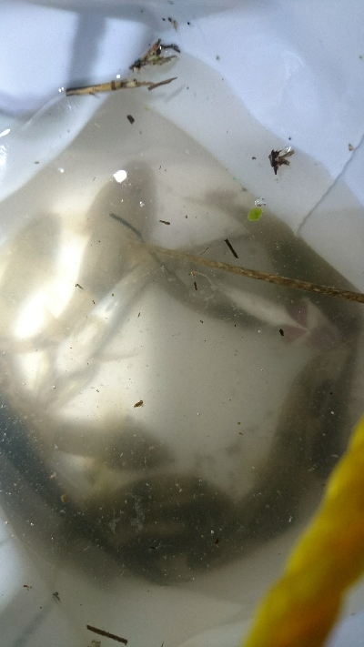 仕事帰りにハゼの夜釣り