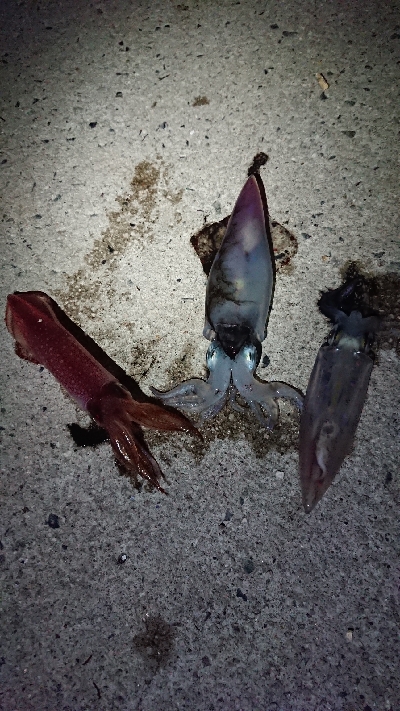 仕事終わりのケンサキ狙い