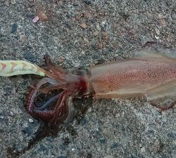 仕事終わりのケンサキ狙い