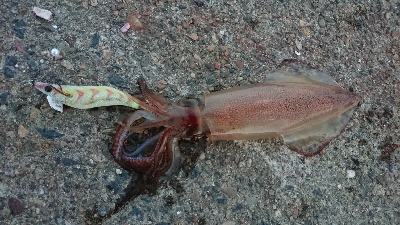 仕事終わりのケンサキ狙い