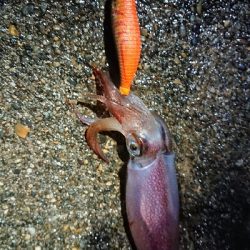 昨日に引き続き