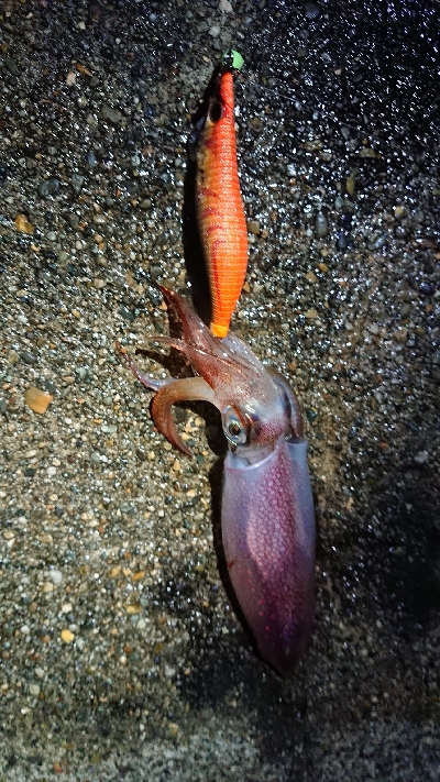 昨日に引き続き