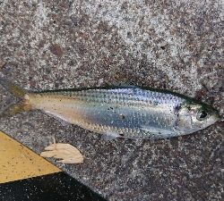 豆アジング修行