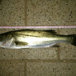 リベンジ成功！