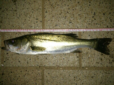 リベンジ成功！