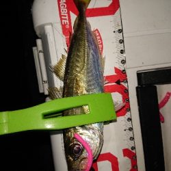 テクニカルなアジング