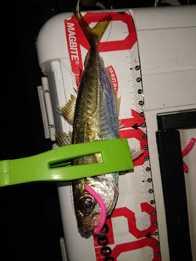 テクニカルなアジング