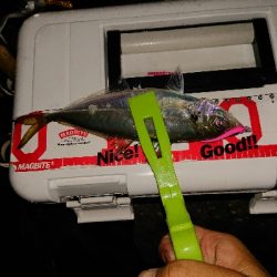 楽しみになってきました