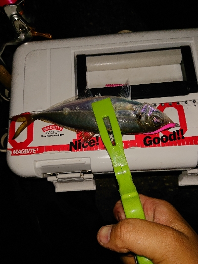 楽しみになってきました