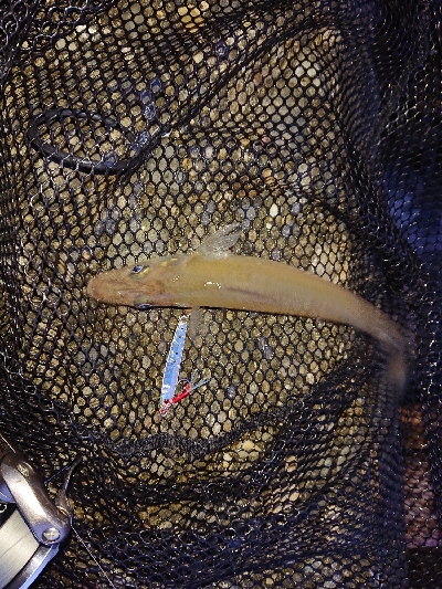 あめが、降る前にアジング