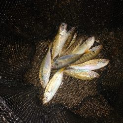 荒れると色々釣れます。