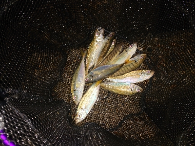 荒れると色々釣れます。