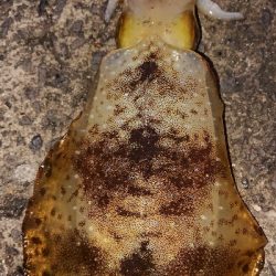 またまた遠征(笑)