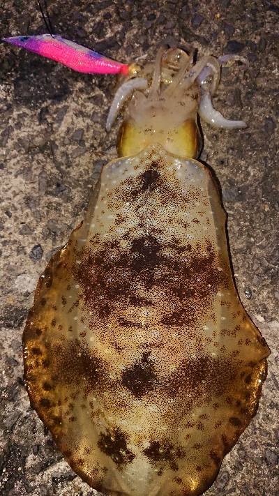 またまた遠征(笑)