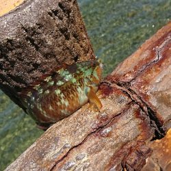 ベラ＆ガッチョの猛攻(笑)