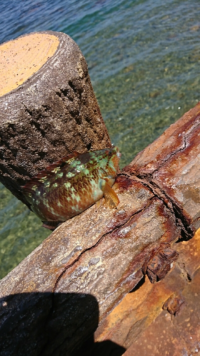 ベラ＆ガッチョの猛攻(笑)