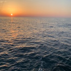 大型アオリイカ釣果！！