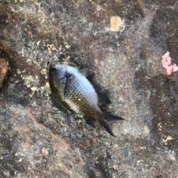 地磯で五目釣り