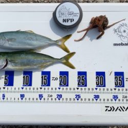 ツバスと小さなタコ