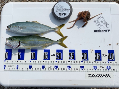 ツバスと小さなタコ