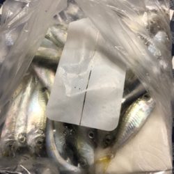 タチウオ二匹とメバル達