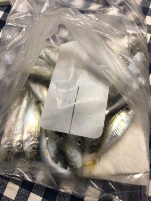 タチウオ二匹とメバル達