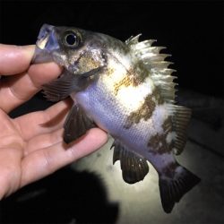 メバルの数釣りライトゲーム