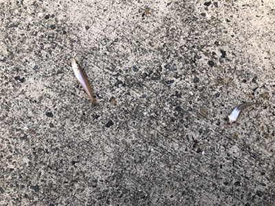 淡路島チョイ投げ