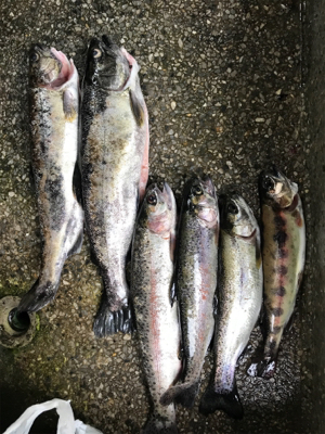 アウトドアビレッジ発光路の森フィッシングエ…