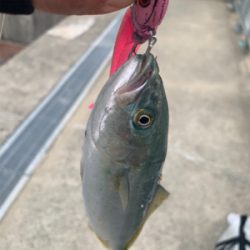 回遊ツバスとシーバスチェイスは。。。