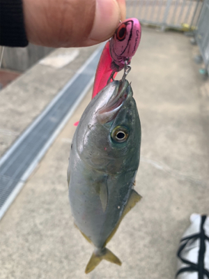 回遊ツバスとシーバスチェイスは。。。