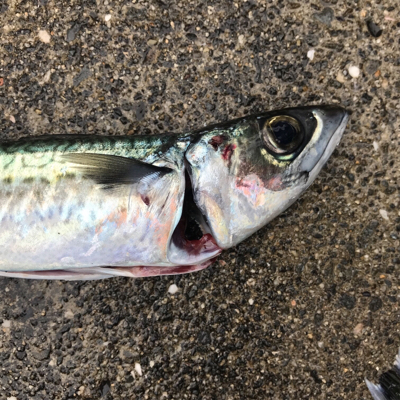 ライトジギング