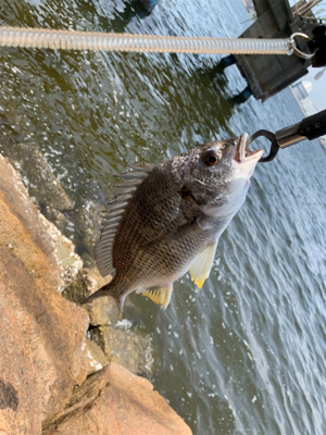 ショアジギ不発からのチニング