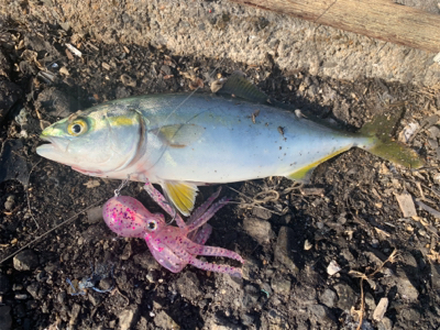 テクトロメバルといつものツバス。