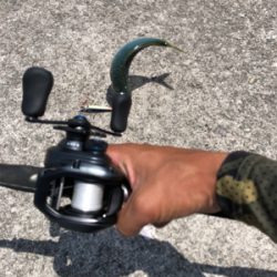 ツバス祭り 無限に当たる