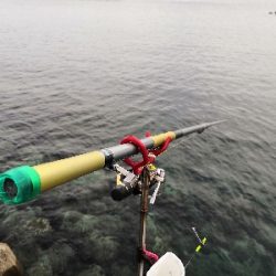 自作ヤエンでアオリイカ