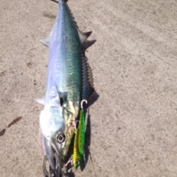 惣津エギングからの美保関ジギング!