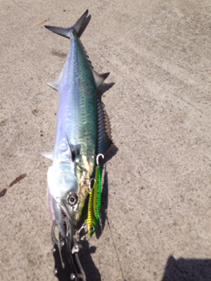 惣津エギングからの美保関ジギング!