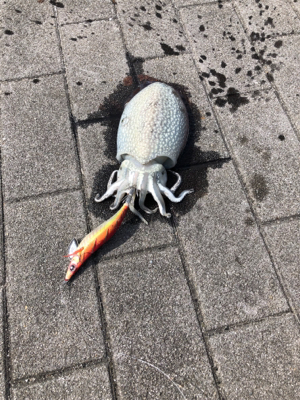 コウイカ エギング