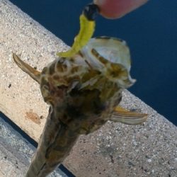 アナハゼの猛攻