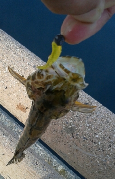 アナハゼの猛攻