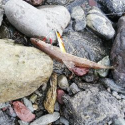 ショアジギング！